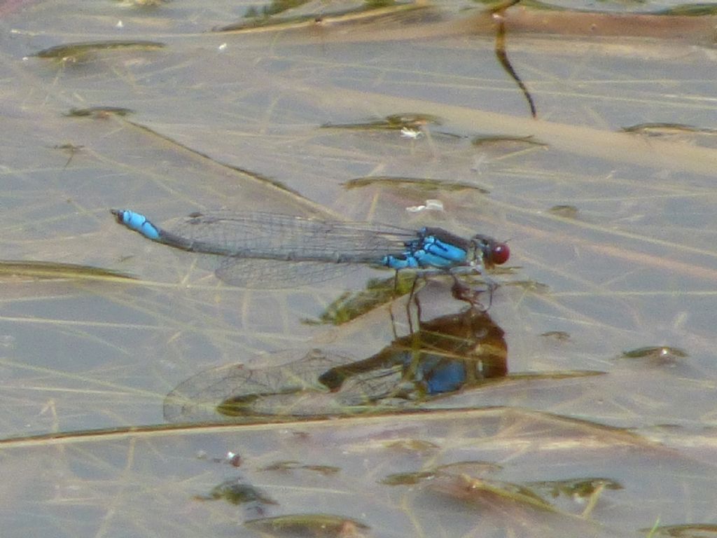 Erythromma viridulum